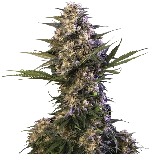 Kraken cannabis seeds