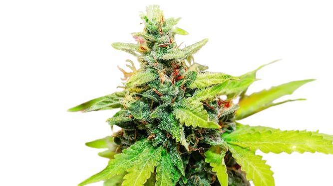 Kryptonite cannabis seeds