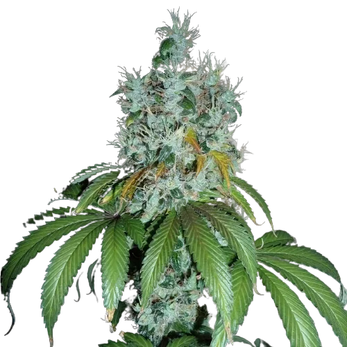 Kuchi cannabis seeds