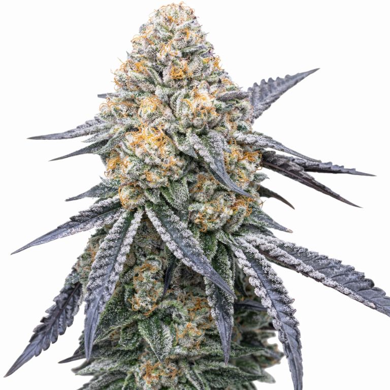 Kush XL cannabis seeds