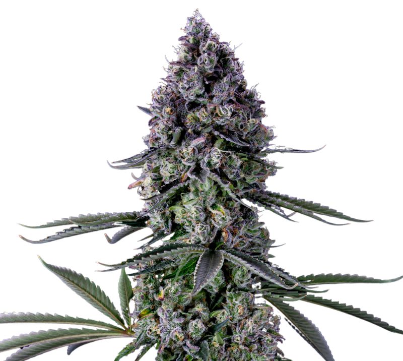 Kushadelic cannabis seeds
