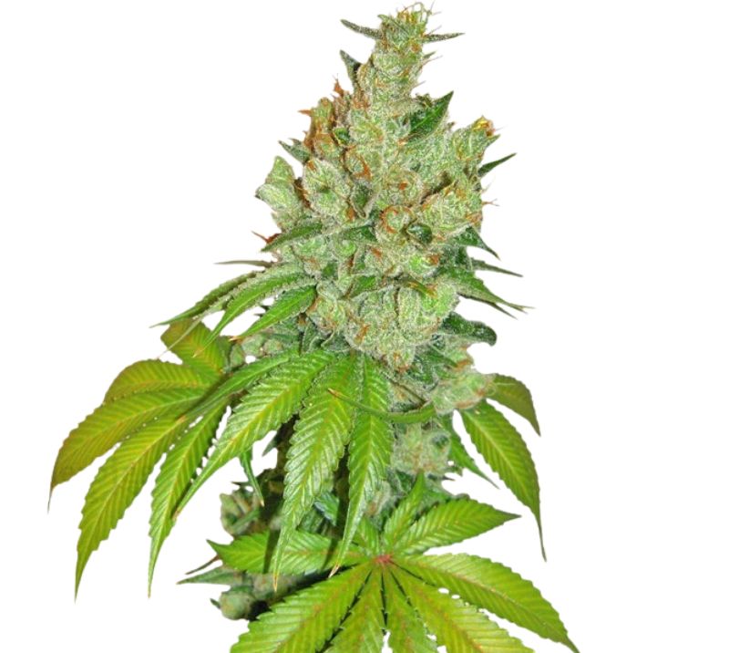 Kushberry cannabis seeds