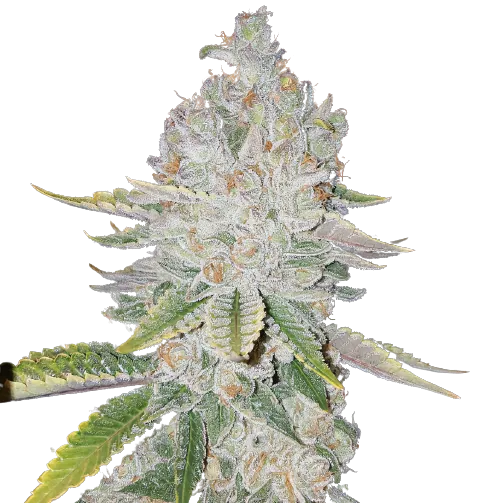 L.A. Sunshine cannabis seeds