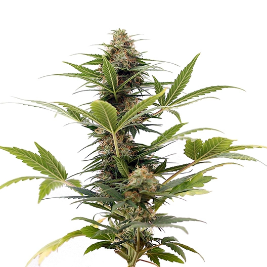 LA Jack cannabis seeds
