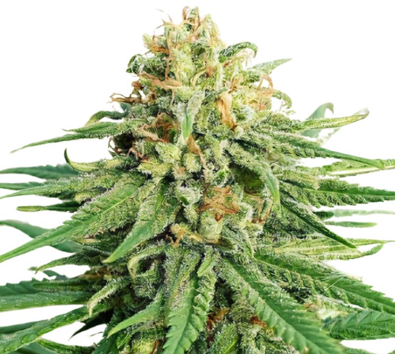 LA OG cannabis seeds