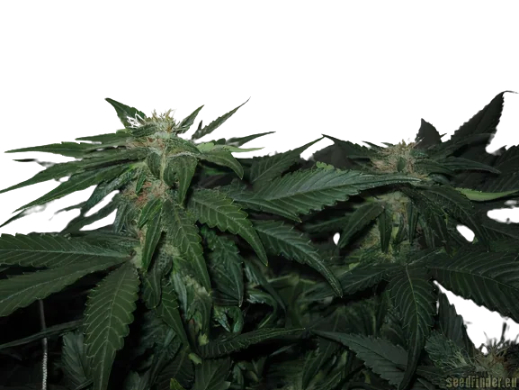 LA Woman cannabis seeds