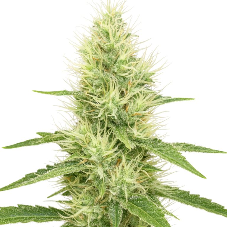 Lambo cannabis seeds