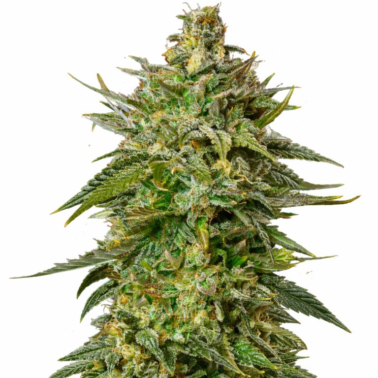 Larry OG cannabis seeds