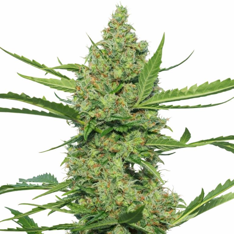 Laughing Buddha cannabis seeds