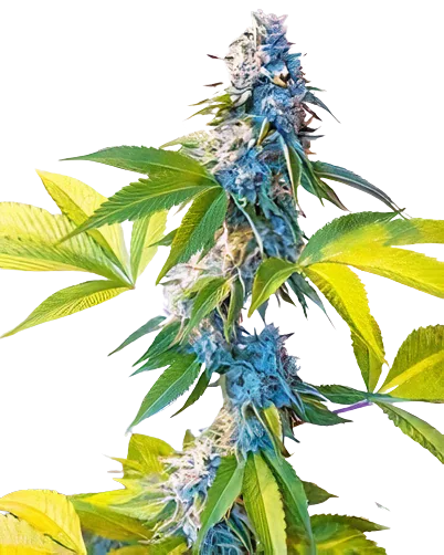 Legend OG cannabis seeds