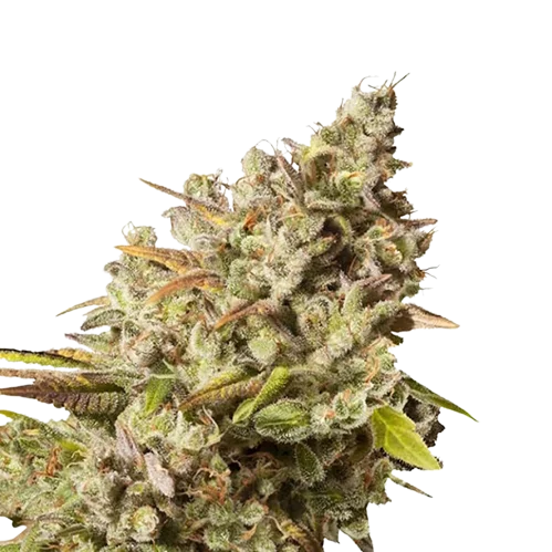 Lemon Daddy cannabis seeds