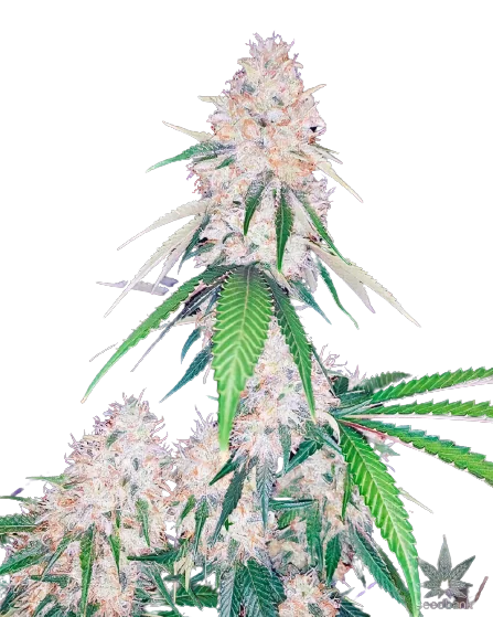 Lemon Diesel cannabis seeds
