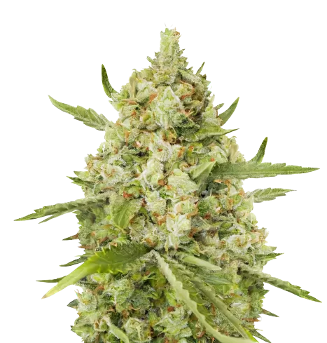 Lemon Drizzle cannabis seeds
