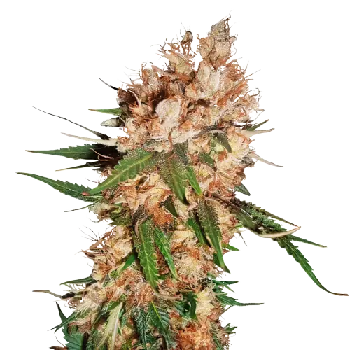 Lemon cannabis seeds