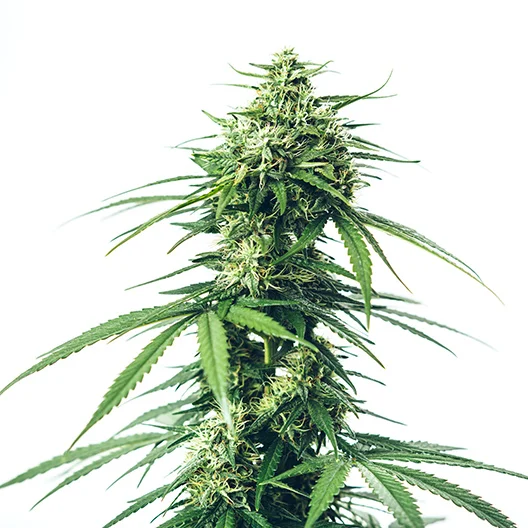 Lemon Fire cannabis seeds