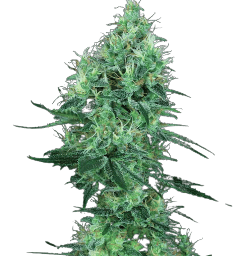 Lemon G cannabis seeds