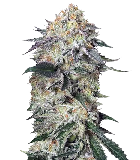 Lemon Garlic OG cannabis seeds