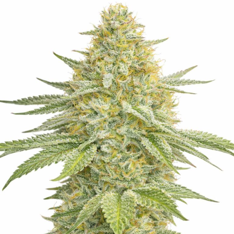 Lemon Haze cannabis seeds