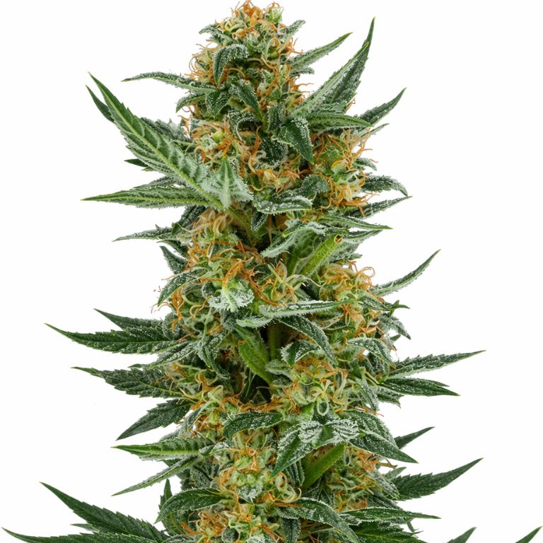 Lemon Jack cannabis seeds