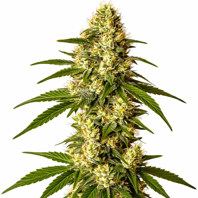 Lemon Kush cannabis seeds