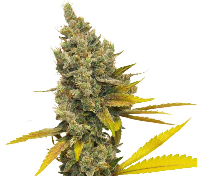 Lemon OG Kush cannabis seeds