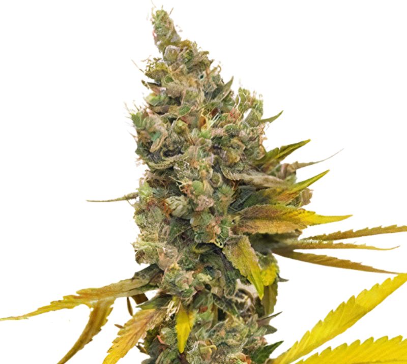Lemon Thai cannabis seeds