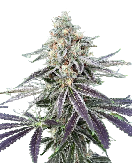 Lemon Tree cannabis seeds