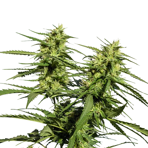 Lethal Purple cannabis seeds