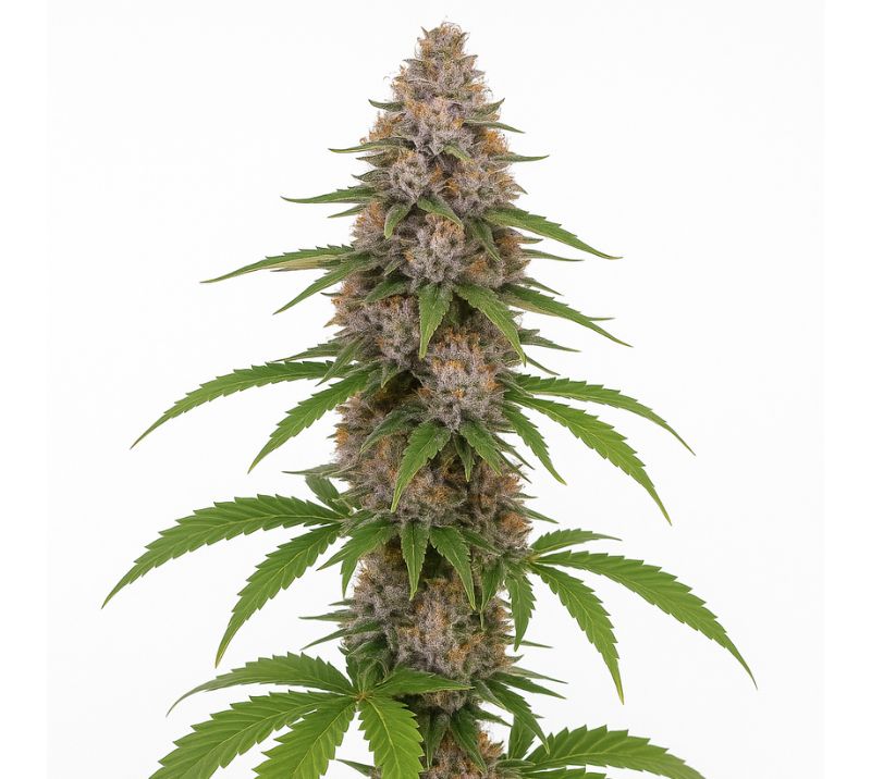 Liberty Haze cannabis seeds