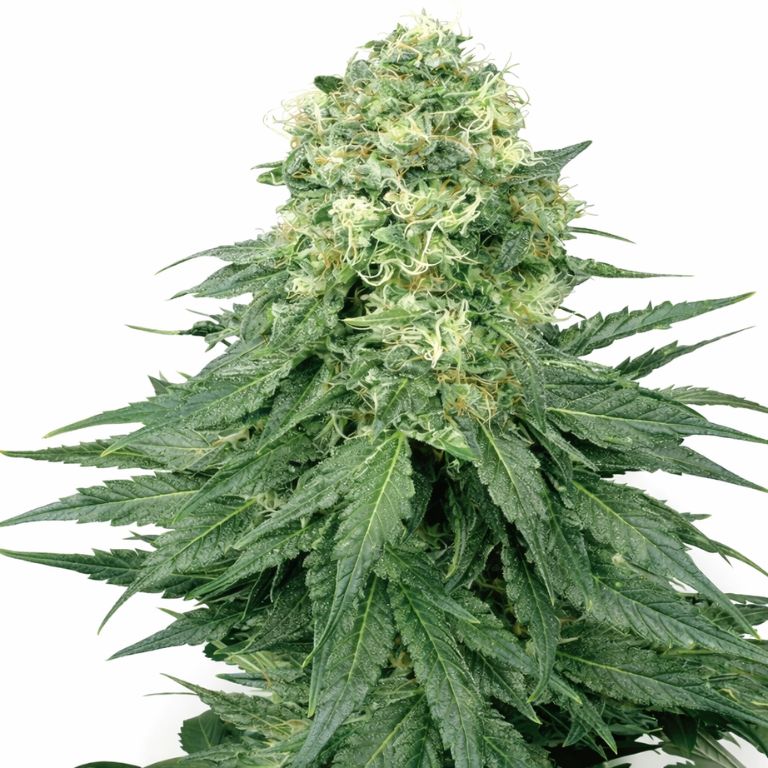 Lodi Dodi cannabis seeds