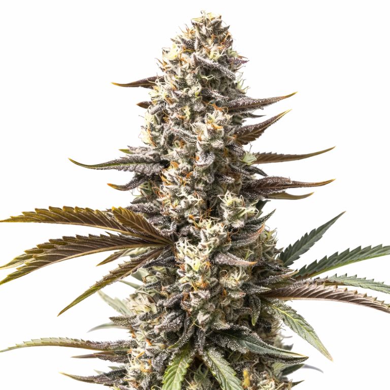 London Pound Cake cannabis seeds