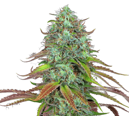 LSD cannabis seeds