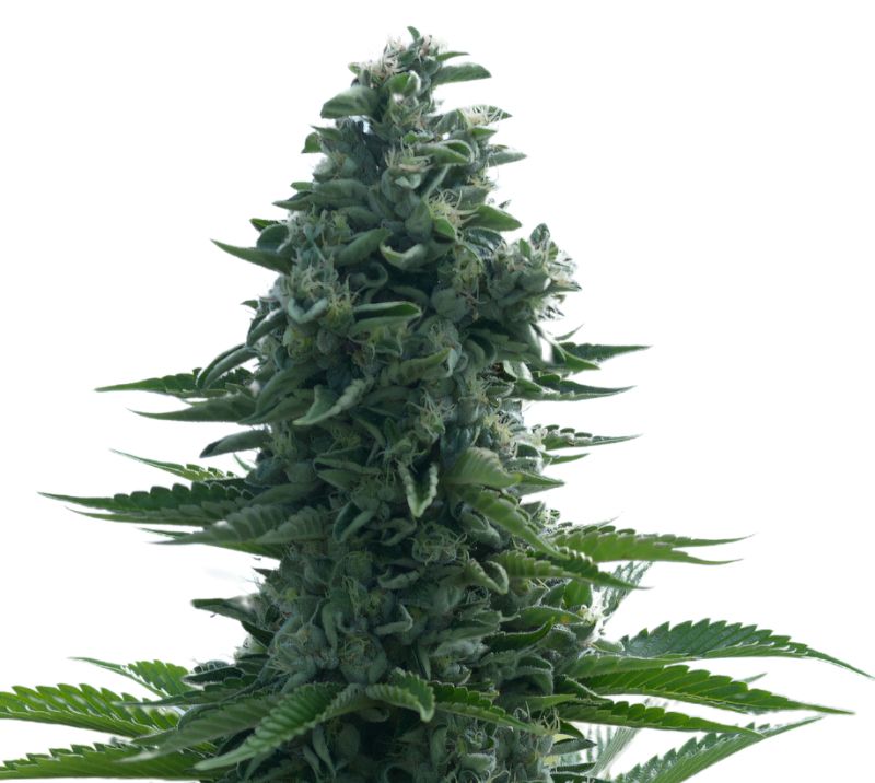Lucid Dream Kush cannabis seeds