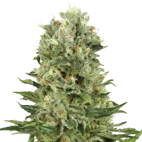 Lucky cannabis seeds