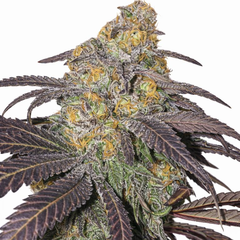 M-39 cannabis seeds