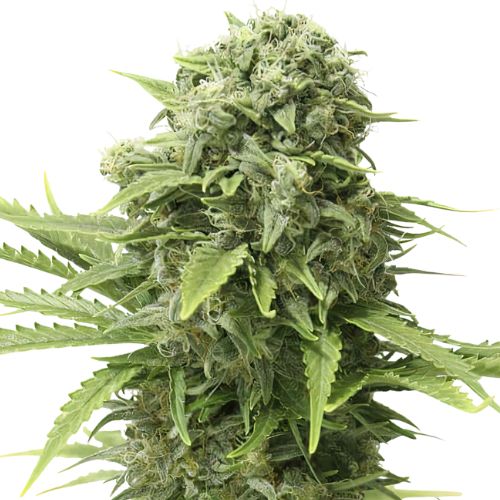 Mac 1 cannabis seeds