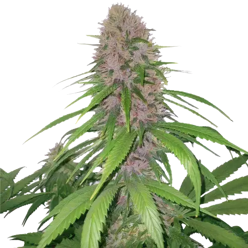 Magnum cannabis seeds