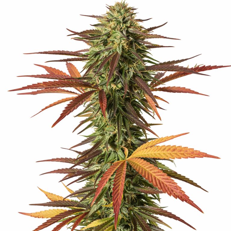 Malawi Gold cannabis seeds