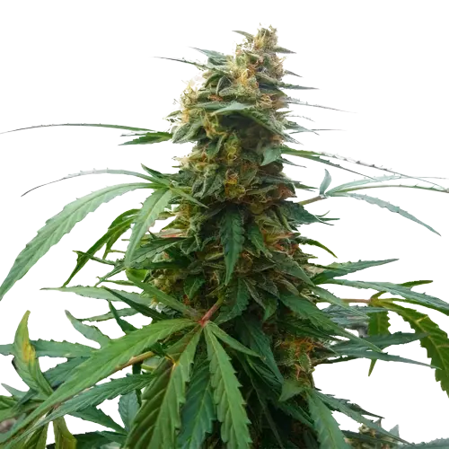 Mandarin cannabis seeds