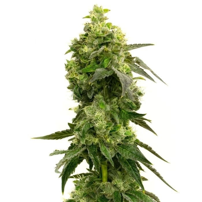 Mango Crack cannabis seeds