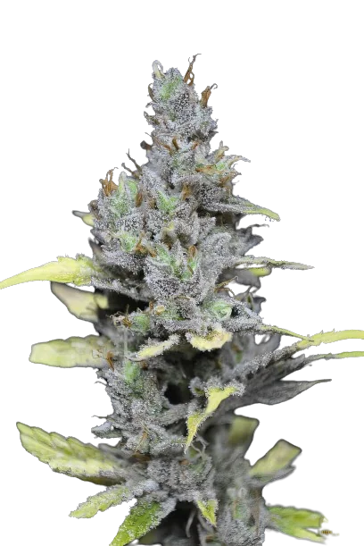 Mango Haze cannabis seeds