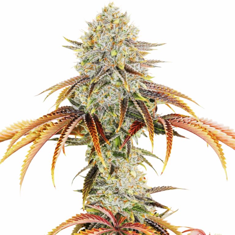 Mango Kush cannabis seeds