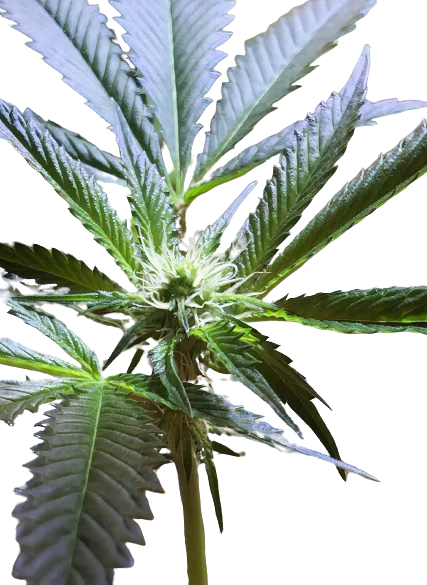 Mars OG cannabis seeds