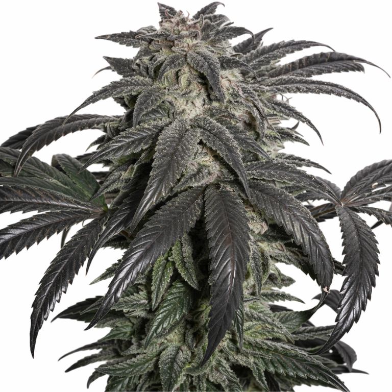 Master Bubba cannabis seeds