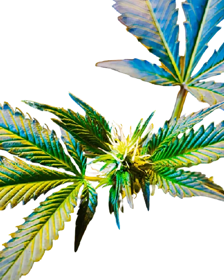 Master Jedi cannabis seeds