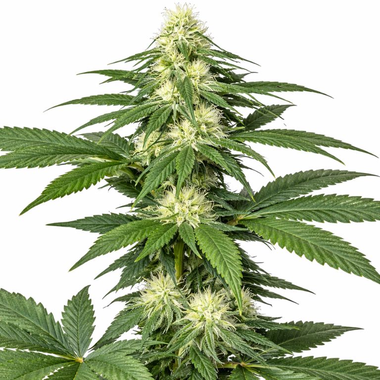 Master Kush cannabis seeds