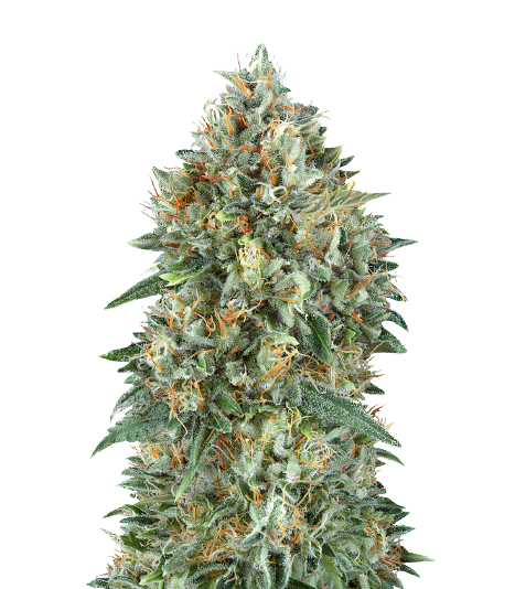 Mataro Blue CBD cannabis seeds