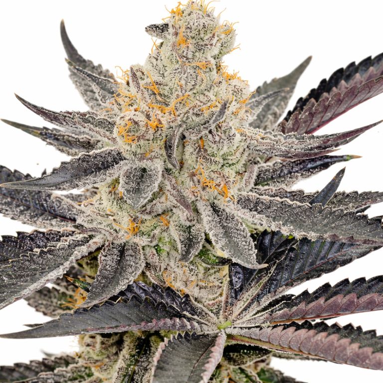 Maui cannabis seeds