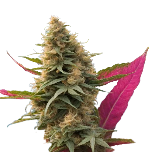 Maui Haole cannabis seeds