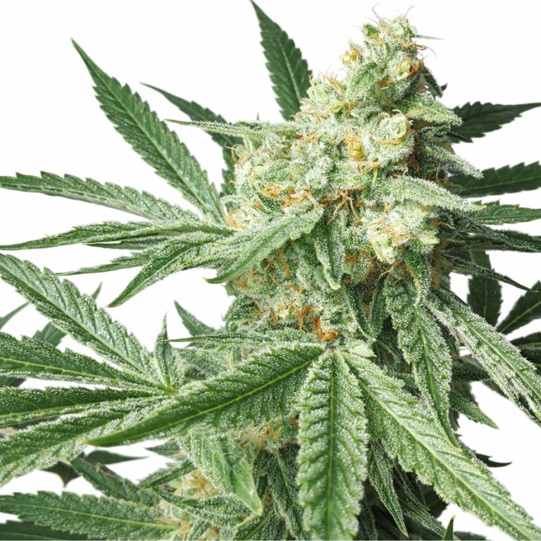 Maui Pineapple Chunk cannabis seeds